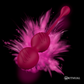 RITHUAL — NISHA UZLĀDĒJAMĀ VIBRĒJOŠĀ KEGEL BALLS ORCHID